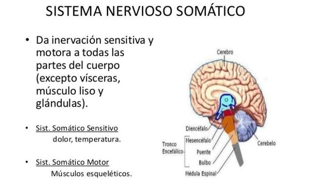 Organizaciones nerviosas Sistema Nervioso Somático