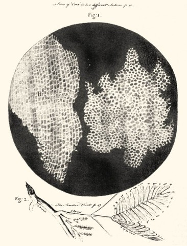 Microscoscopía: Robert Hooke
