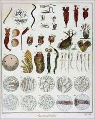 Microscopía: Antony vaan Leeuwenhoek