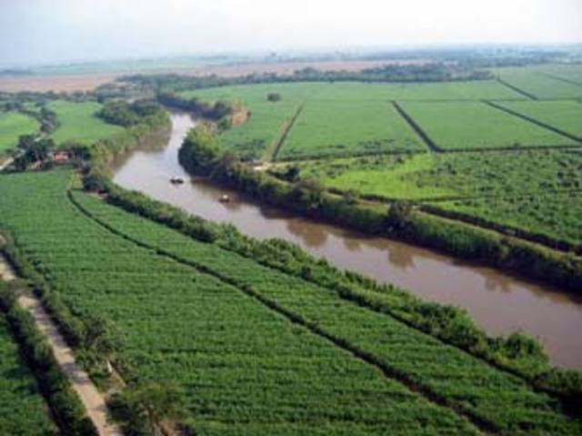 La caña en Colombia
