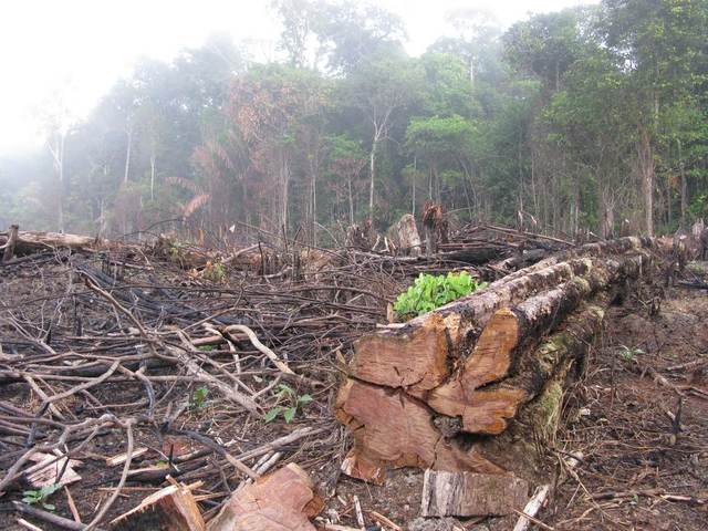 Gran perdida "Bosque en Amazonia"