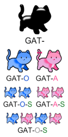 CAMBIOS MORFOLÓGICOS