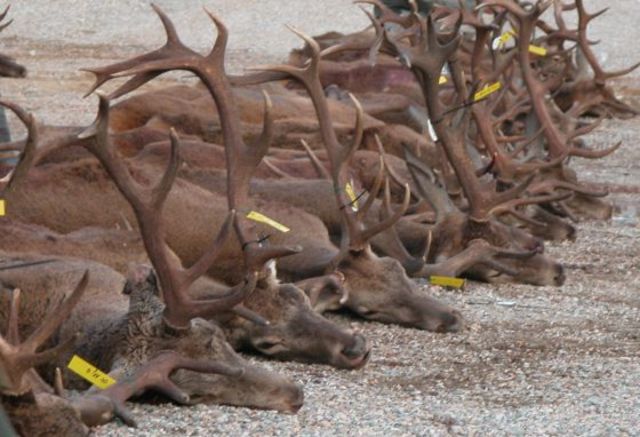 cacería de animales