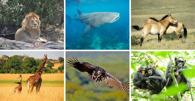 Preservación de los animales silvestres