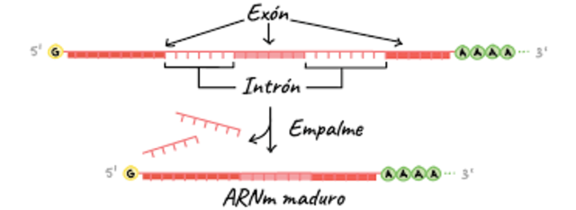 Intrones y Exones