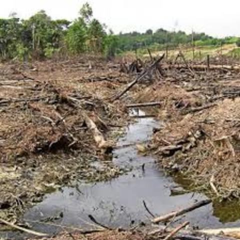 Deforestación