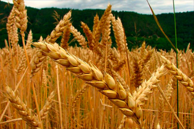 Los primeros agricultores