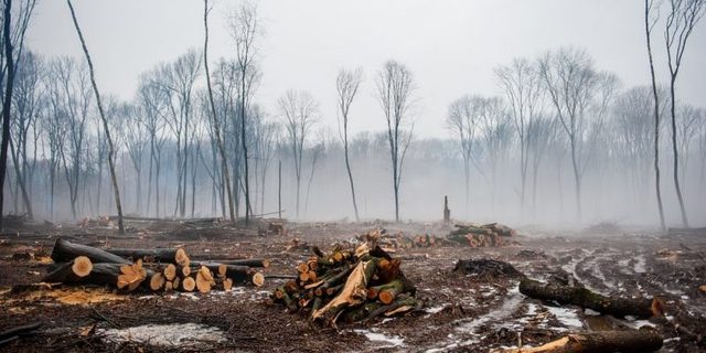 La deforestacion