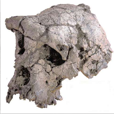 Sahelanthropus Tchadersis