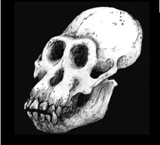 Ardipithecus Ramidus