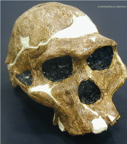 Australopithecus Afarensis