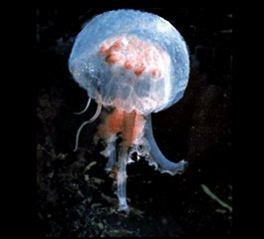 •	¿Qué organizaciones nerviosas existen en la naturaleza?