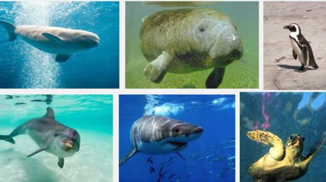 Convención para la preservaciòn de animales silvestres