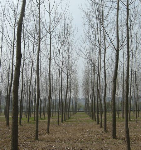 实验楼前的小树林