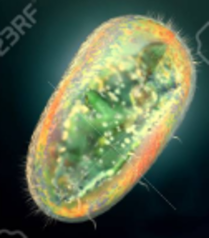 El surgimiento del sistema nervioso