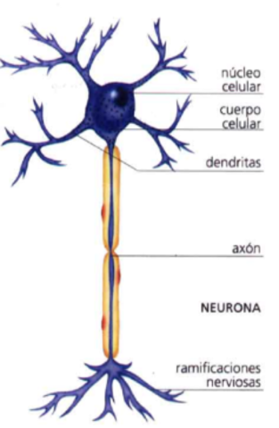 El surgimiento de las primeras neuronas