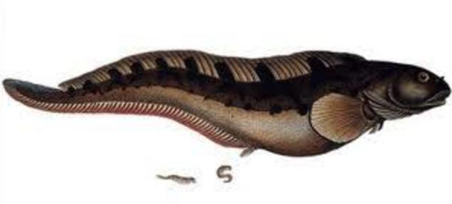 El surgimiento del primer cerebro