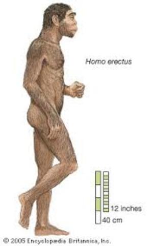 Homo Erectus