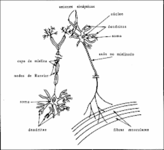 Aparición de al menos dos tipos de organización nerviosa