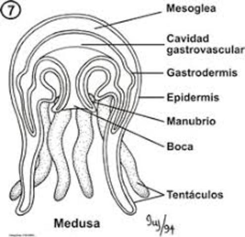 Surgimiento de la primera agrupación neuronal