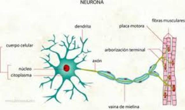 Surgimiento del sistema nervioso y de las primeras neuronas