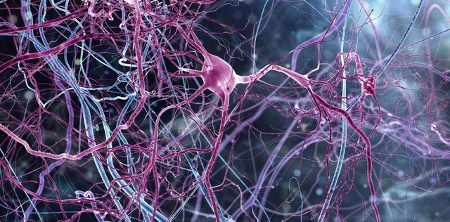 El surgimiento de la primera agrupación neuronal.