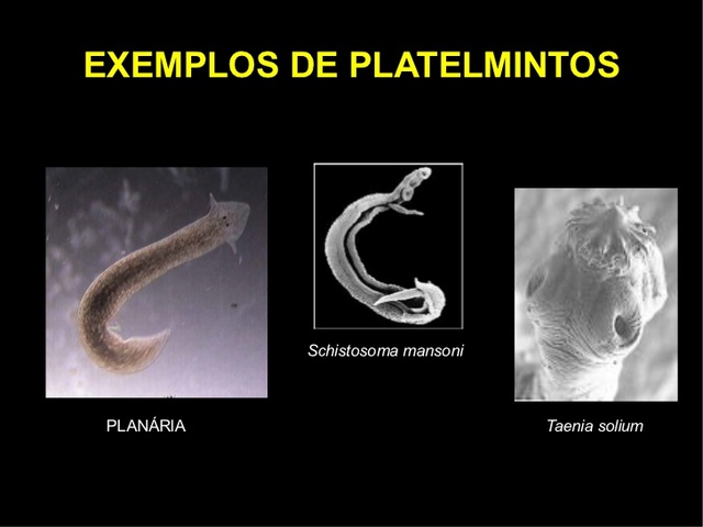 Aparición de al menos dos tipos de organización nerviosa