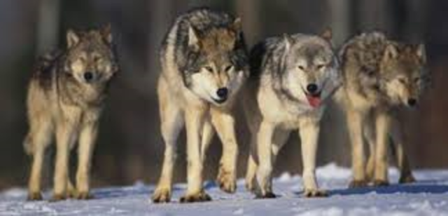 Una tarda la Maria i el seu gos, en Fílax, són perseguits per uns llops.