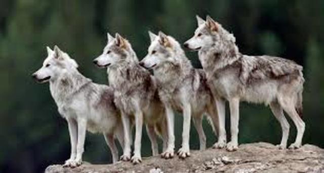 En Josep porta a la Maria a casa, on arribar,es troben als llops.