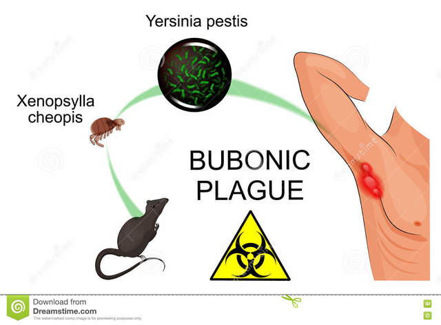 Bubonic Plague