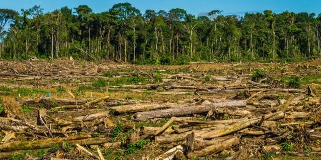 elevacion de deforestacion