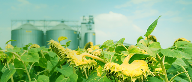 SEGUNDA MITAD DEL SIGLO XX