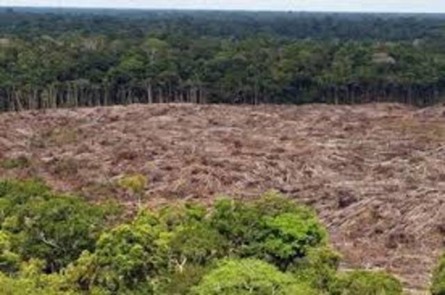 Detener la Deforestación