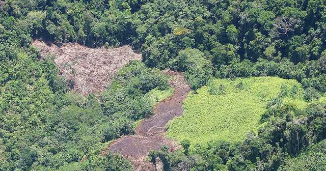 2014 Cultivos ilícitos