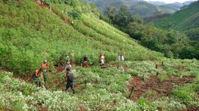 2015 Cultivos ilícitos