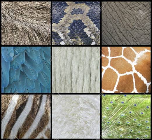 Exportación de Pieles