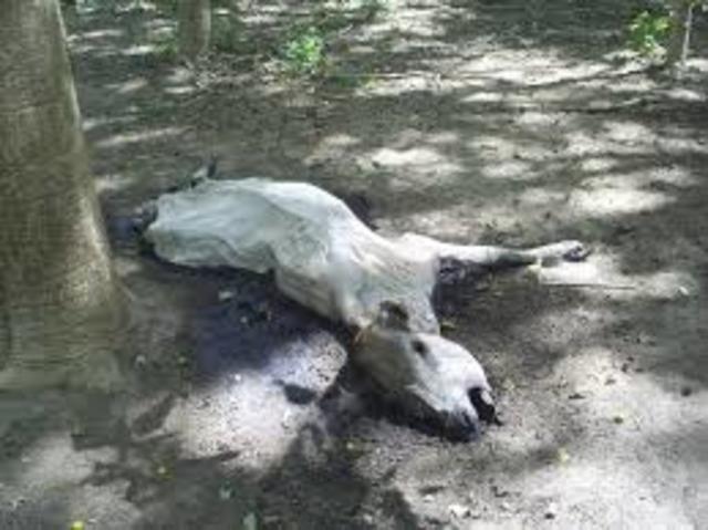 Degradación paulatina del medio ambiente