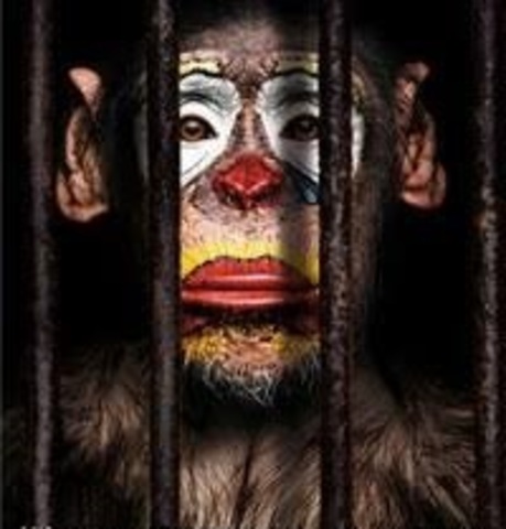 Comercialización de Primates