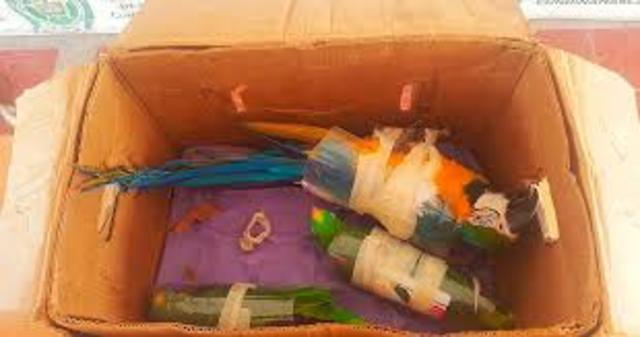 CAZA ILEGAL DE ANIMALES SILVESTRES