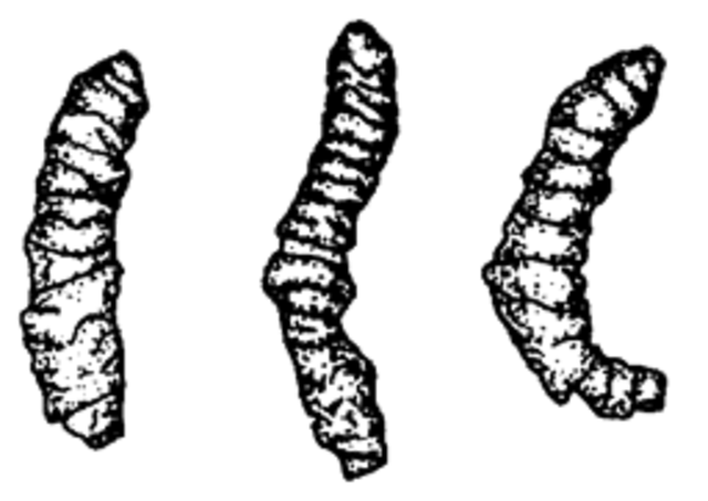 Apex Chert Fossil (ancient life)