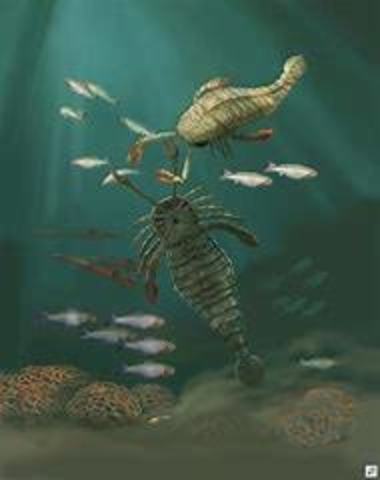 Silurian Period 443 MYA