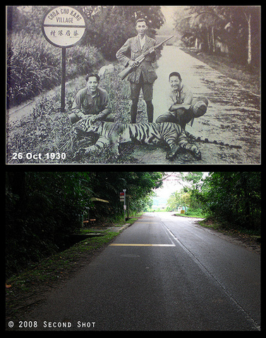 The last Tiger in Singapore was shot