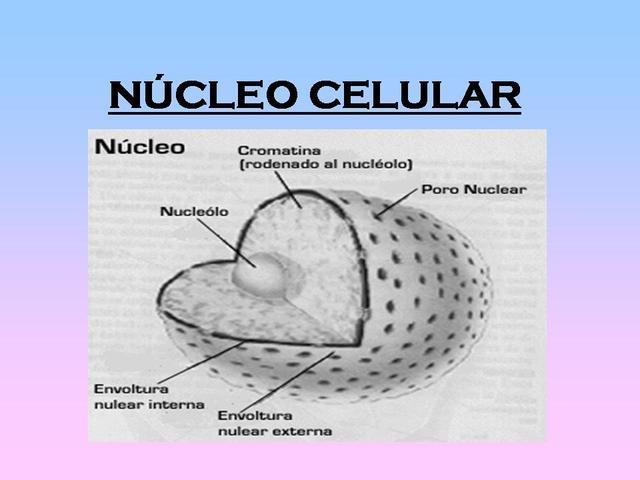 nucleo celular