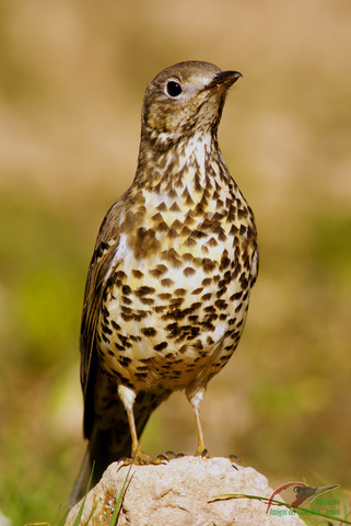 N. Tinbergen y J. Kuenen