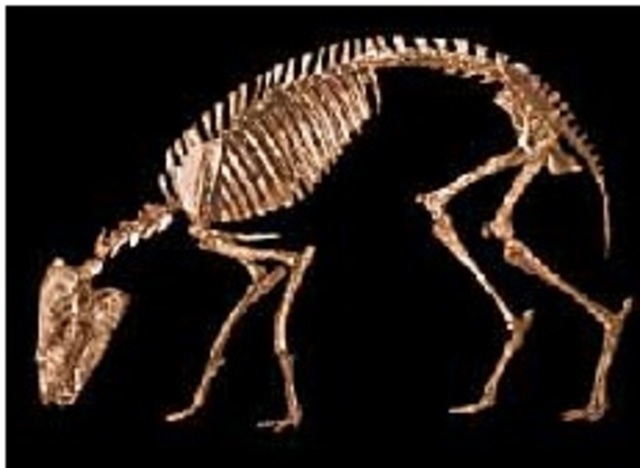 Darwin encuentra fósiles de caballo muy antiguos en Brasil. ¿La vida estaba en constante flujo y desarrollo?