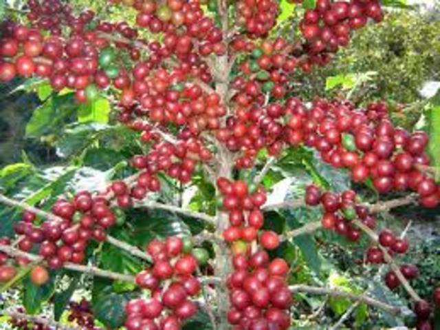 SEGUNDO CENSO DE CAFE