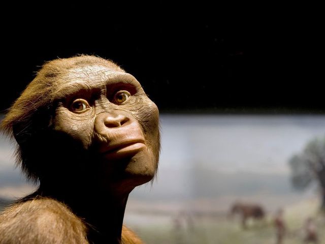Australopithecus afarensis