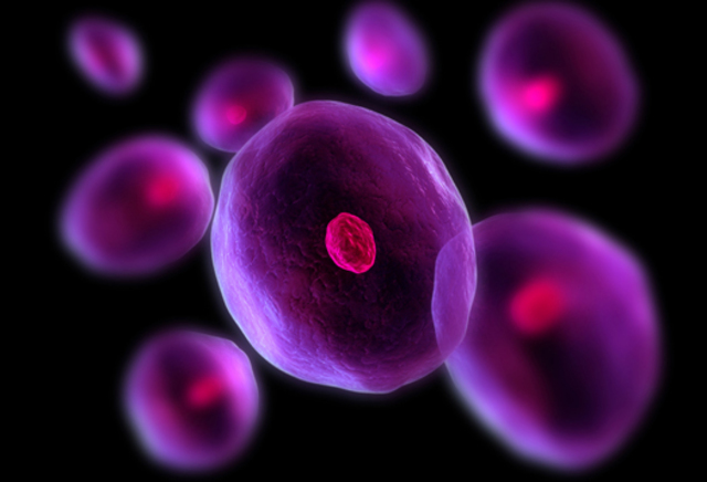 First cell of a nucleus arise