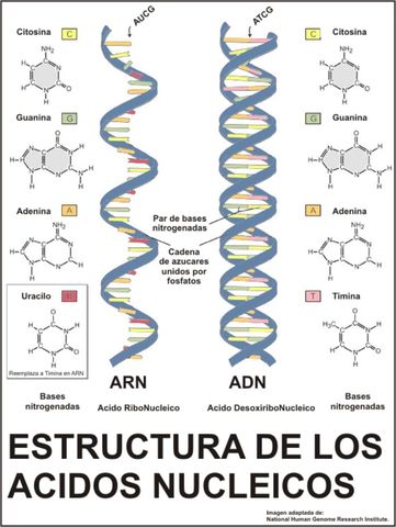 El bioquímico español severo Ochoa obtuvo premio nobel de fisiología y medicina.