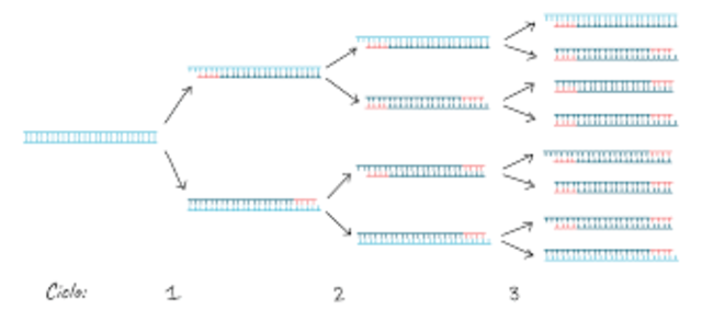 La reacción en cadena de la polimerasa, PCR (polymerase chain reaction)
